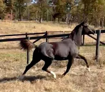 Horse running in sunny pasture