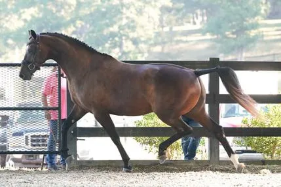 Horse walking in a paddock