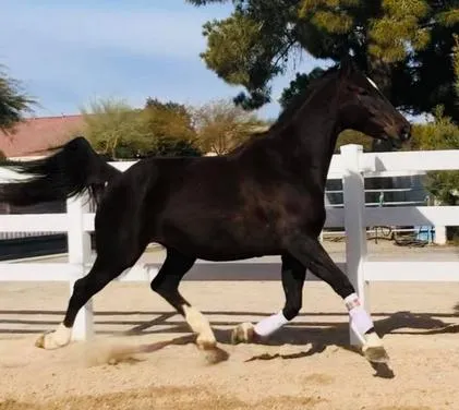 Black horse trotting in fenced area