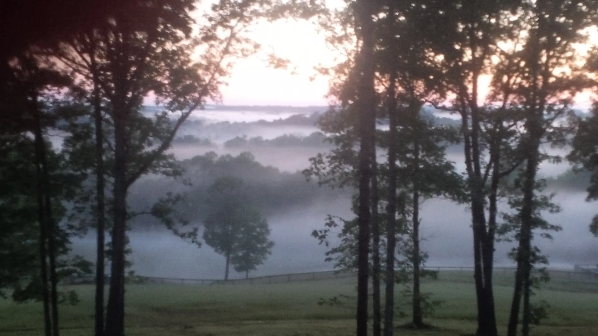 Sunrise mist over grassy field
