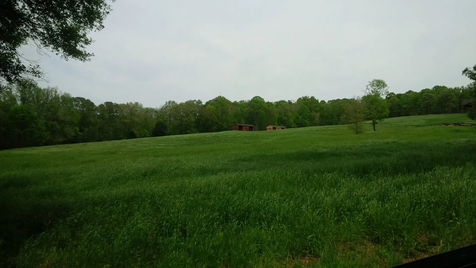 Open grassy landscape with forest backdrop