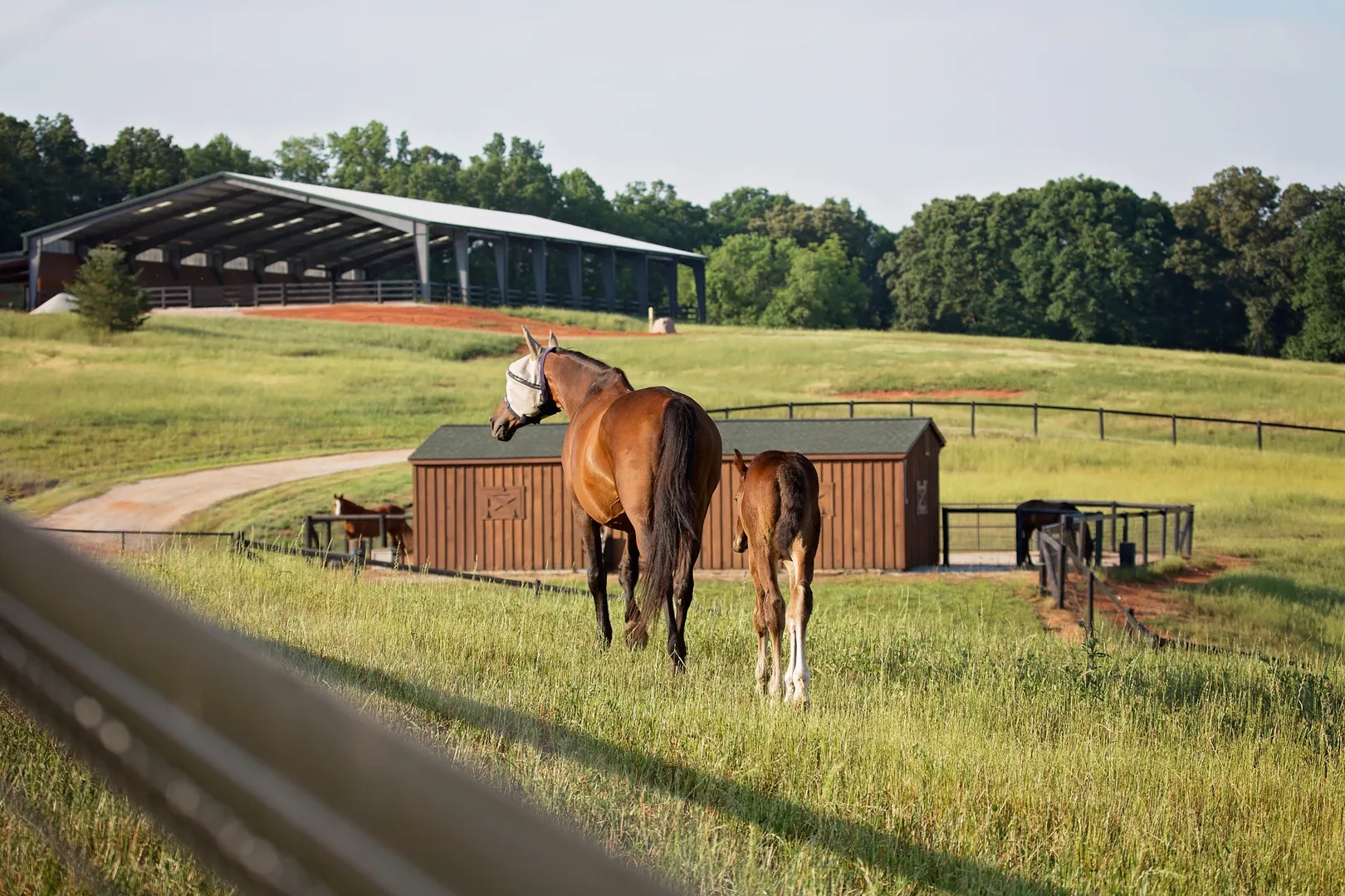Horse and foal in grassy field