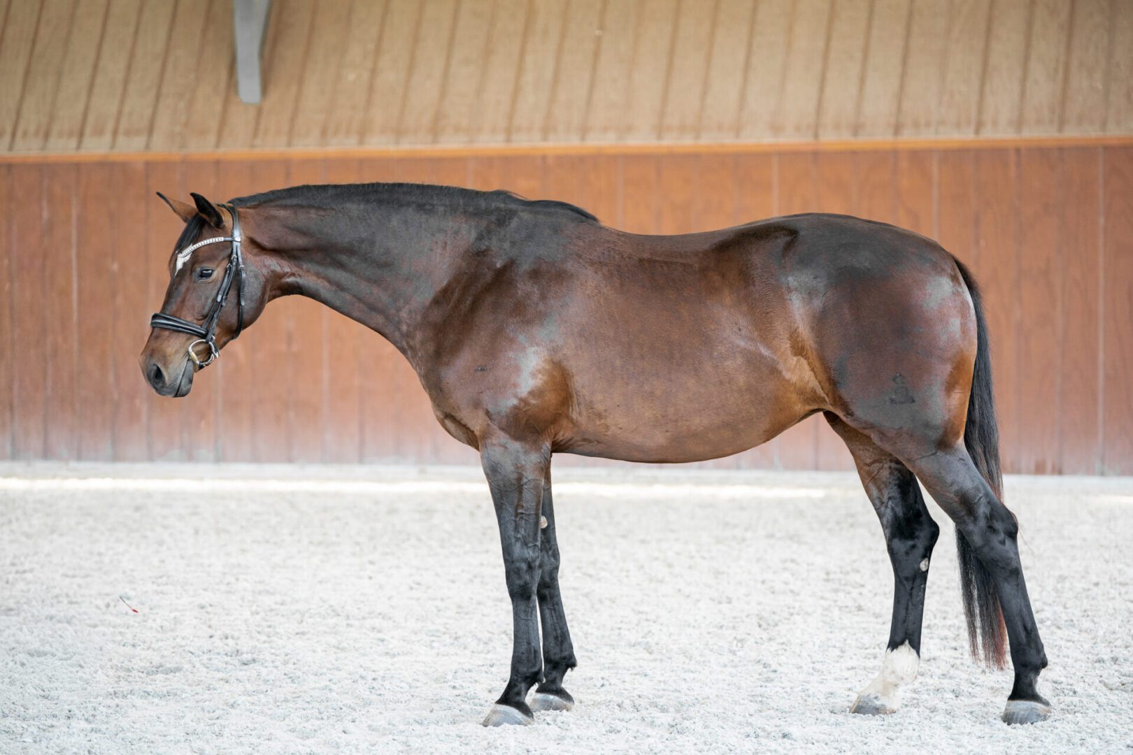 Bay horse standing in indoor riding arena